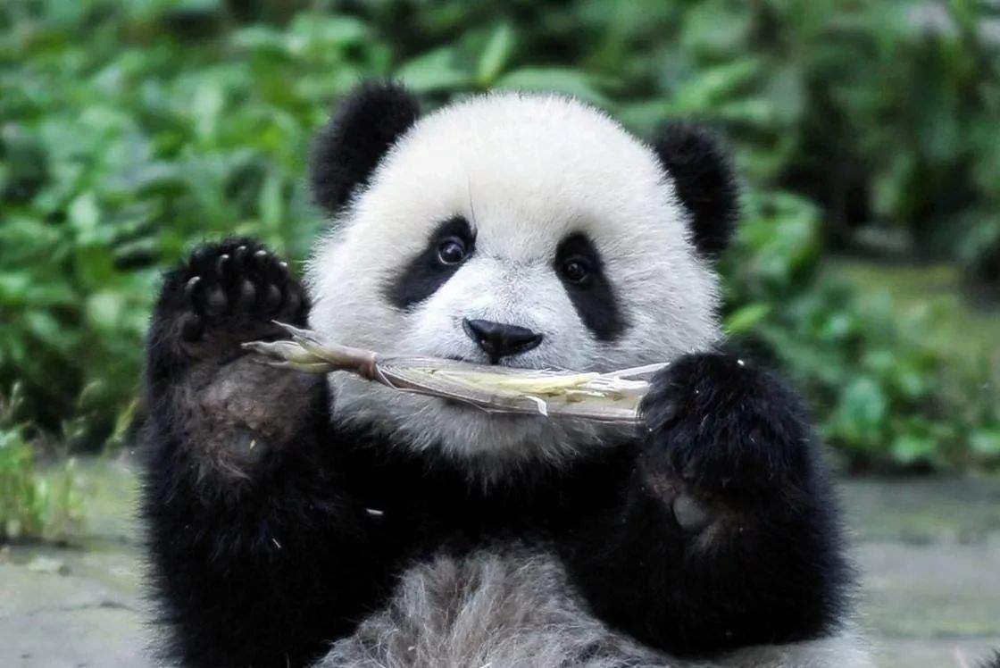 熊猫的生活习性 喜独居生活
