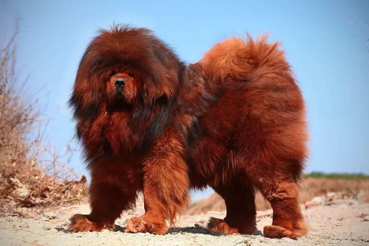 世界上最大的藏獒王
