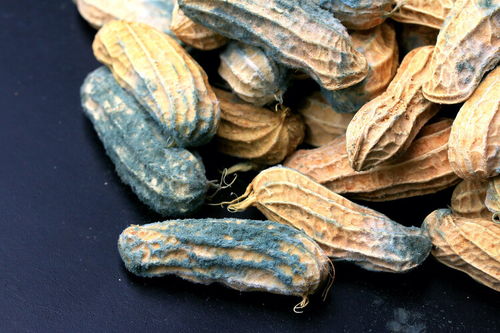 补充叶酸会引起肿瘤吗 补充叶酸会引起肿瘤吗