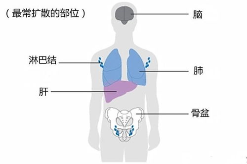 ɯ����˿��ĸ ɯ����˿��ĸ��ô��