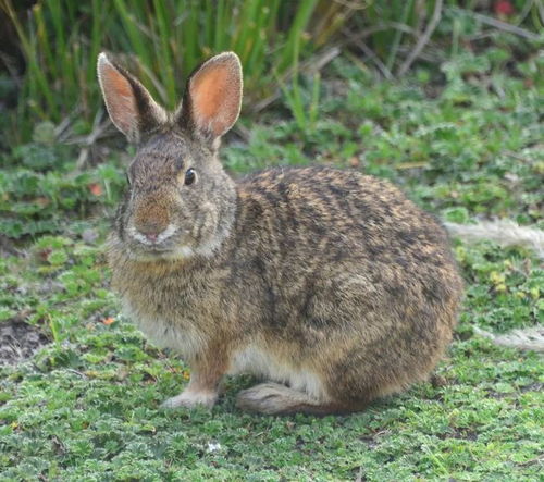 ����ϸ�����ӵ�����ϸ��