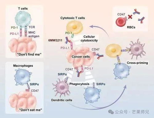 ������һ��Ҷٻ��ԭ��