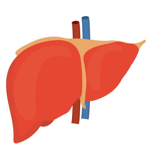 去肿瘤喝蒲公英水可以吗 去肿瘤喝蒲公英水可以吗