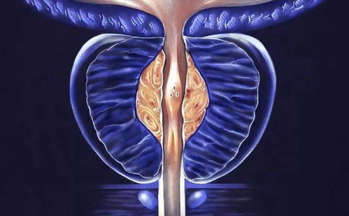 ��������Ů����������